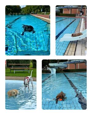 5 Hunde in unseren Wasserbecken im Freibad Pappenheim.