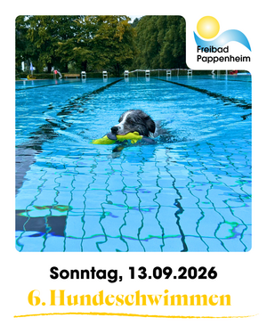 6. Hundeschwimmen im Freibad Pappenheim. Hund schwimmt mit grünen Spielzeug im Maul im Schwimmerbecken.